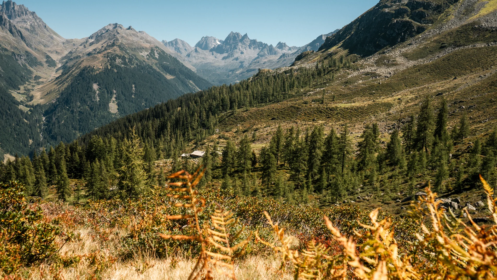 Die Alpgues im Sommer in der Silvretta Montafon | © Silvretta Montafon - Vanessa Strauch