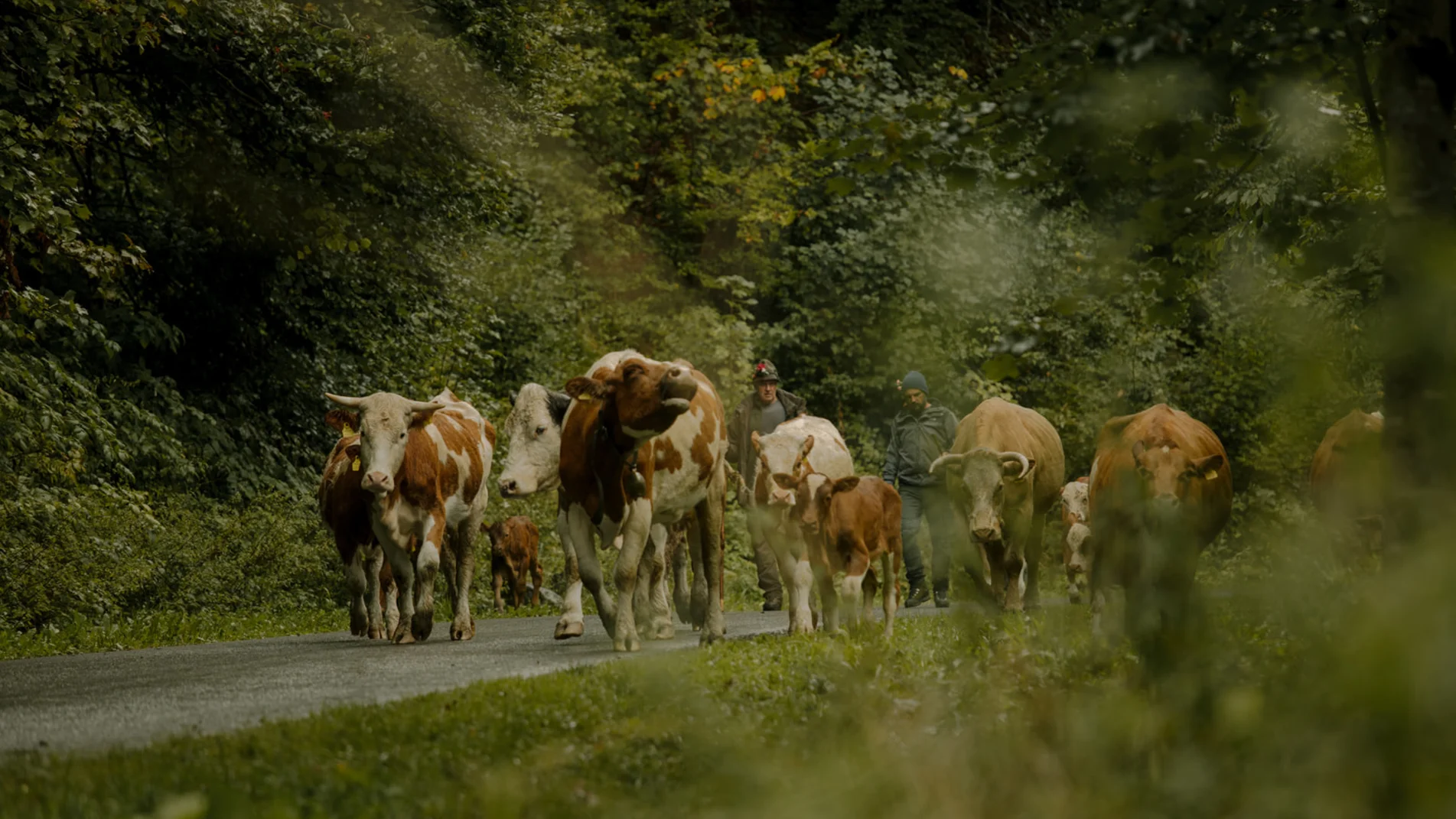Eine Herde Kühe eng beisammen in der Silvretta Montafon  | © Silvretta Montafon - Lena Everding 